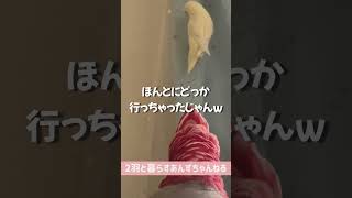 【ジワる】突然別れを告げるモモイロインコ #shorts