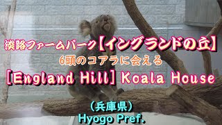 【イングランドの丘】6頭のコアラに会える（兵庫県） [England Hill] Koala House (Hyogo Pref.)