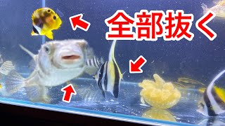 朝まで海で見付けた生き物を全て捕まえてみた【ガサガサ】