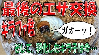 【クワガタ＆カブトムシ★昆虫採集　ギラファノコギリクワガタ最後のエサ交換！　そして、ギラ子は今・・・】（くろねこチャンネル）