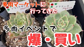 [多肉植物]多肉イベントで多肉を爆狩り！戦利品の紹介！