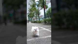 Poofy white teddy bear!  Mini Bichon with mesmerizing dark round eyes #shorts  #minibichon