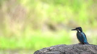 「4K 野鳥」2021.07 カワセミ (Common kingfisher)「TAMRON  150-500mm」「SONY  a6600」