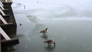 kanadanhanhi - Branta canadensis