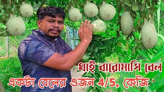 থাই বারোমাসি গামলেচ বেল এক একটি বেলের ওজন 4/5 কেজি চারা কিনুন আমাদের কাছে মোল্লা নার্সারি