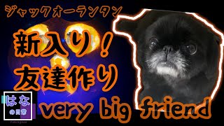 【新入り】期間限定のお友だち|ジャックオーランタンJack-o'-Lantern| かまってペキニーズ犬