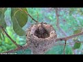 allen s hummingbird nest spring 2023 watch and laugh as baby eats a worm