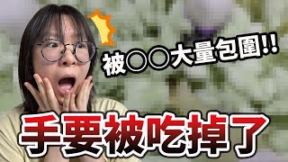 【日本Vlog】完了! 我的手要被○○吃掉了! 隱藏在百貨裡的動物園 好玩 有趣 東京 台場 景點 推薦[NyoNyoTV妞妞TV]