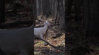 Huge buck seen with Albino doe