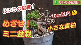 Grandpa's Challenge! [The goal is a mini bonsai! ] Juniper, with telop.