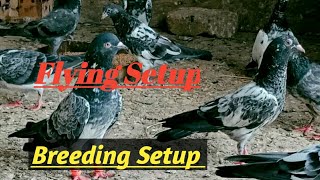 Highflyer Pigeon Breeding and Flying Setup Visit Behtreen Breeding Progress Urdu/Hindi.