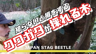 知って得するクワガタが採れる木の探し方！【昆虫採集】