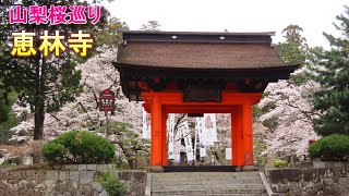 soukanonori 恵林寺の桜 240405