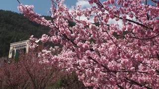 台灣櫻花之美-全台十大驚豔賞櫻景點 +賞櫻秘境 Taiwan beauty - Sakura