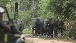 wild Elephant Bandhavgarh  #elephant #bandhavgarh #ravibandhavgarh  #Safari