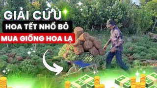 Giải cứu hoa Tết cực rẻ cho nông dân đành nhổ bỏ cây xuống sông vì mua phải giống lạ I Phong Bụi