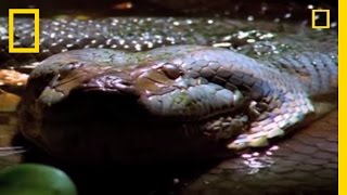 Anaconda Hunts the World's Largest Rodent | National Geographic