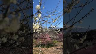 梅園公園から眺める富士の景色