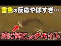 ブルーギルで餌釣りしたら雷魚がわらわらと…そしてビッグベイト風にエイトトラップ【雷魚釣り/泳がせ釣り】