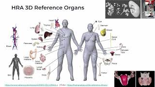 Human Reference Atlas and Data Visualization Construction and Usage