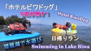 [ENG SUB]ホテルビワドッグで遊び倒す！[犬とお出かけ]琵琶湖で水遊び＆ドッグラン　Hotel BiwaDog：Swiming in the biggest lake in Japan.