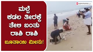 ಮಲ್ಪೆ: ಕಡಲ ತೀರಕ್ಕೆ ತೇಲಿ ಬಂತು ರಾಶಿ ರಾಶಿ ಬೂತಾಯಿ ಮೀನು ! | Malpe beach, Bhutai fish