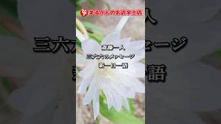 【斎藤一人】新一日一語366のメッセージ　#11月20日　#斎藤一人　#銀座まるかん　#まるかんのお店　#言霊　#開運　 #shorts