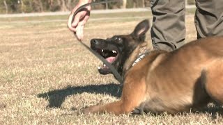 Meet Fannin County's new K9 deputy