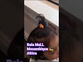 ice cream shop at baia mall maputo mozambique africa 🇲🇿 youtubeshorts shorts shopinmaputo