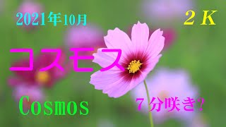 【2K】 2021年10月　【コスモス】　７分咲き？　【Cosmos】  October 14 , 2021