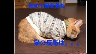 【面白い！！】初めて服を着た猫の反応は。。。