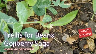 பயிர் மேடையின் அமைப்பு மற்றும் கோஜி பழங்களின் கதை | London Vivasayi - Trellis for Beans #visitlondon