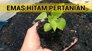 EMAS HITAM PERTANIAN || LUAR BIASA MANFAAT ARANG UNTUK MEDIA TANAM ||