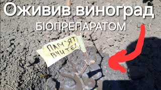 Як оживити виноград Біопрепаратом.