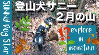 [字幕付]子犬生後10ヶ月にして登山２時間半が日課‼️💪🏾山には発見や危険もいっぱい‼️🌿🪵🍂🌱🐗🐗🐗‼️⚠️⚠️