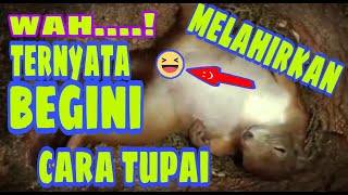 PERJUANGAN TUPAI MELAHIRKAN DAN MERAWAT ANAKNYA!!..