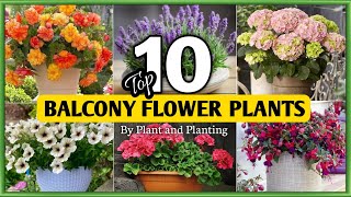 Top 10 Flower Plants for Balcony | Balcony Flower Plants to grow | Plant and Planting