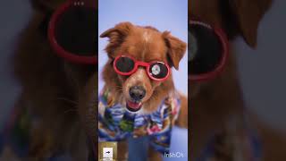 🐀funny animals video 🐕cute pets 😍#90s Kaakkaa Muttai tamil#shorts#tricks