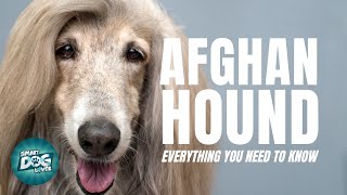 Afghan Hound Dogs 101 | Everything You Need To Know