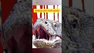 কোমোডো ড্রাগন কতটা ভয়ঙ্কর || শিক্ষার পথ #shorts #animals