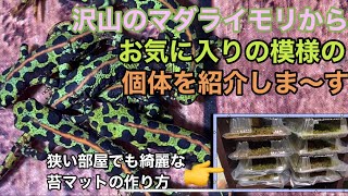 【マダライモリ】同じ模様が無いから面白いっ！と苔マットの作り方紹介