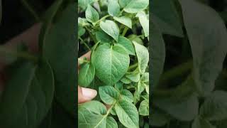 #ছাদ বাগানে আলু চাষ #Potato farming on the roof garden