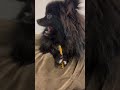 かわいい犬 dog かわいすぎる pomeranian 可愛すぎる cutedog うちの子が可愛すぎる 可愛いすぎる cute cutepomeranian