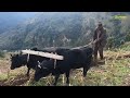 best life in a nepali mountain village during the rain simple village lifestyle