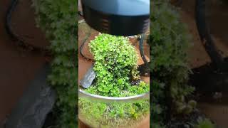 Moss Jar - with Fern -  Moos Terrarium und  Farn