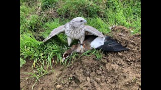 Gyr Falcon on Nile Goose, short version