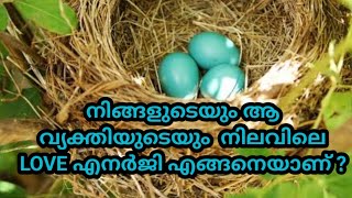 നിങ്ങളുടെയും ആ വ്യക്തിയുടെയും നിലവിലെ LOVE എനർജി എങ്ങനെയാണ് ?