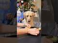 2️⃣1️⃣🍪 #labrador #labradorretriever #funny #comedy #śmiesznefilmiki #funnydogs #funnyvideos