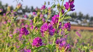 रिजका घास || Rajka Grass || रिजका की फसल || રજકા ના ફૂલ || રજકો || Lucerne Grass || Alfalfa  Grass