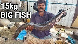 15kg theli fish/cat fish/fast fish cutting mr. siruthai dhurai/ kasimedu market/ MSM Fishing